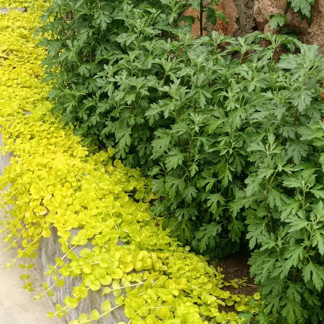 金叶过路黄盆栽草本匍匐观叶植物耐寒耐热庭院阳台绿植四季常绿