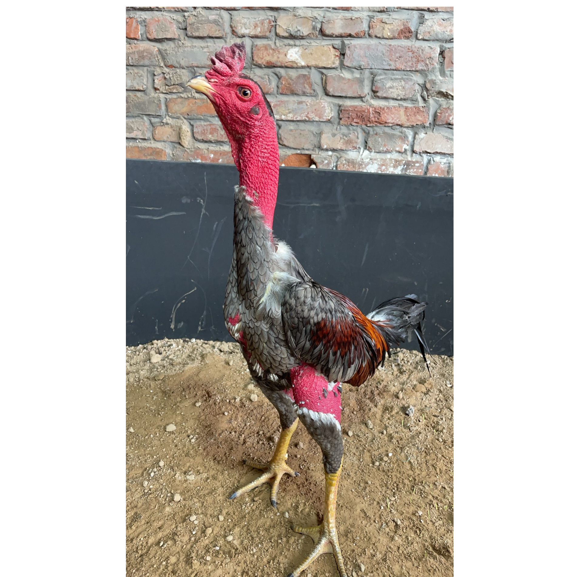 精品高质量小嫩鬼 越南斗鸡