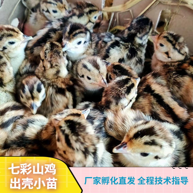 正宗七彩山鸡幼苗出壳七彩山鸡苗小鸡苗10只起发包对版