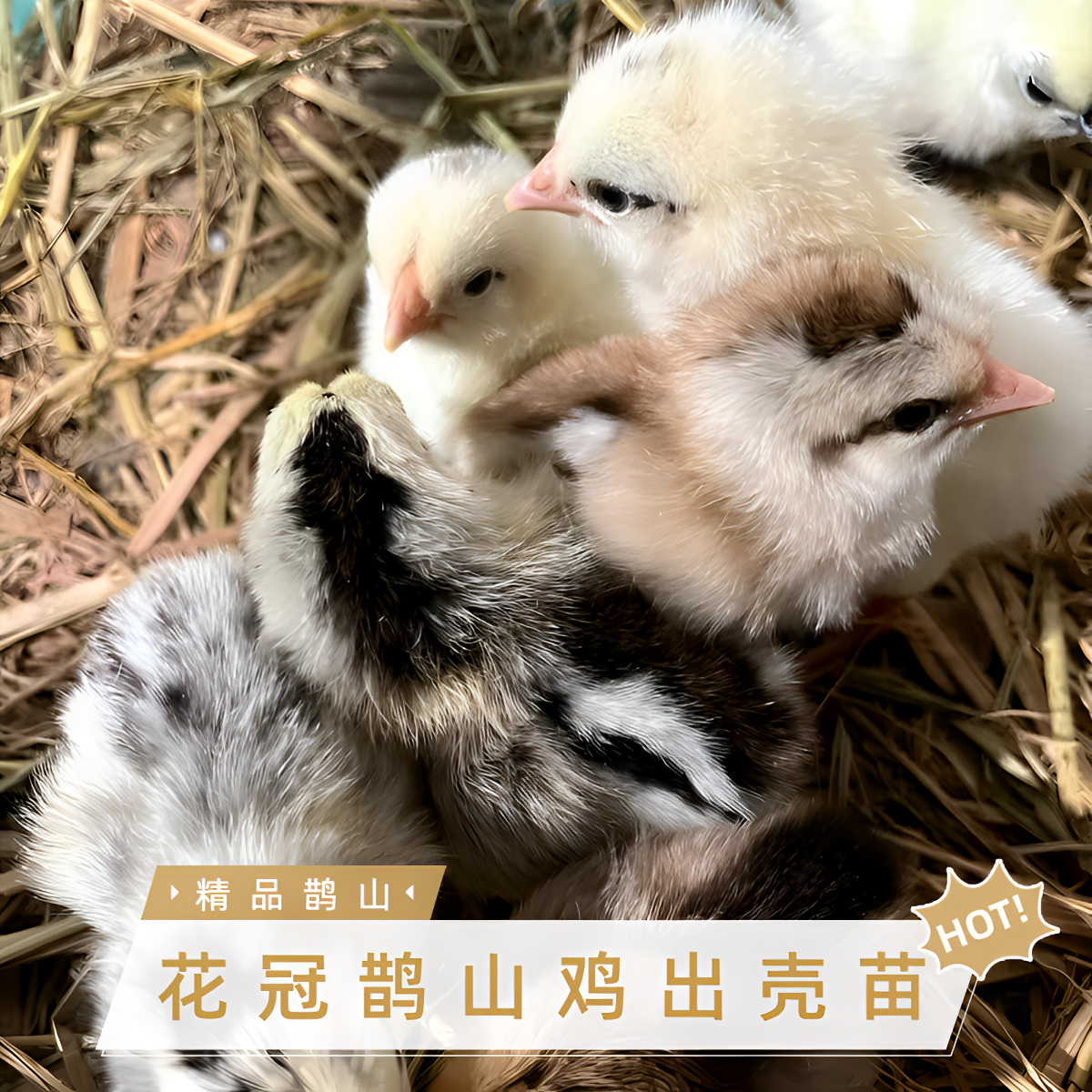 花冠鹊山鸡出壳小鸡精品鹊山公母混合包对版