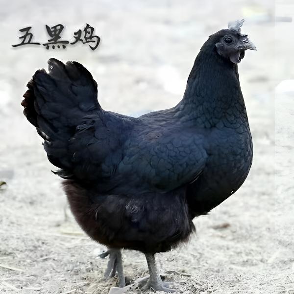 出壳五黑鸡苗绿壳蛋鸡乌鸡苗公母混合