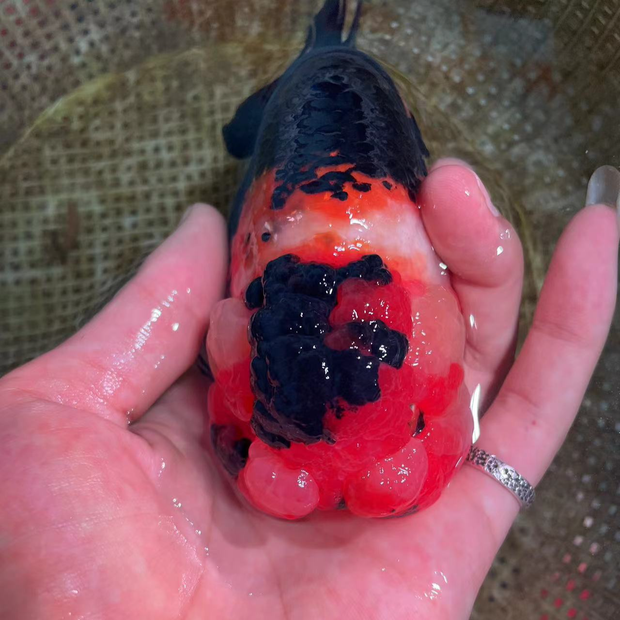 小哥推荐-兰寿金鱼、直播选鱼请勿私拍，私拍发饲料