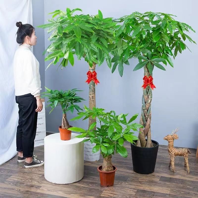 发财树大颗辫子盆栽室内五辫招财树植物客厅大型盆景绿植人财两旺