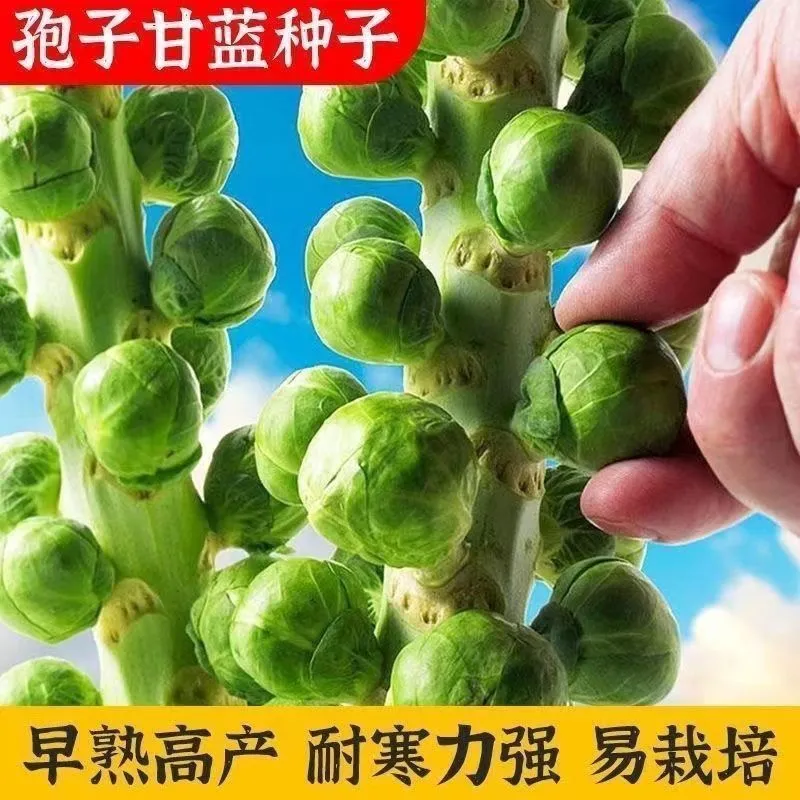 【孢子甘蓝种子】盆栽地栽观赏食用蔬菜春秋播蔬菜种子阳台种植营养