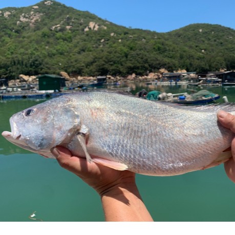 本港黄姑鱼（白花）无鱼胶内脏 需加工请备注 默认发整条