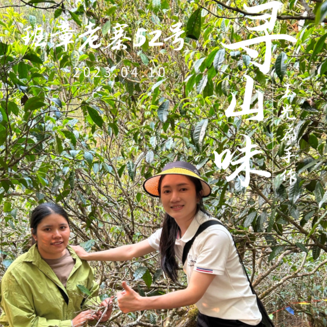 【寻山味07】班章老寨古树 2023年头春  玉光扁手作 普洱生茶