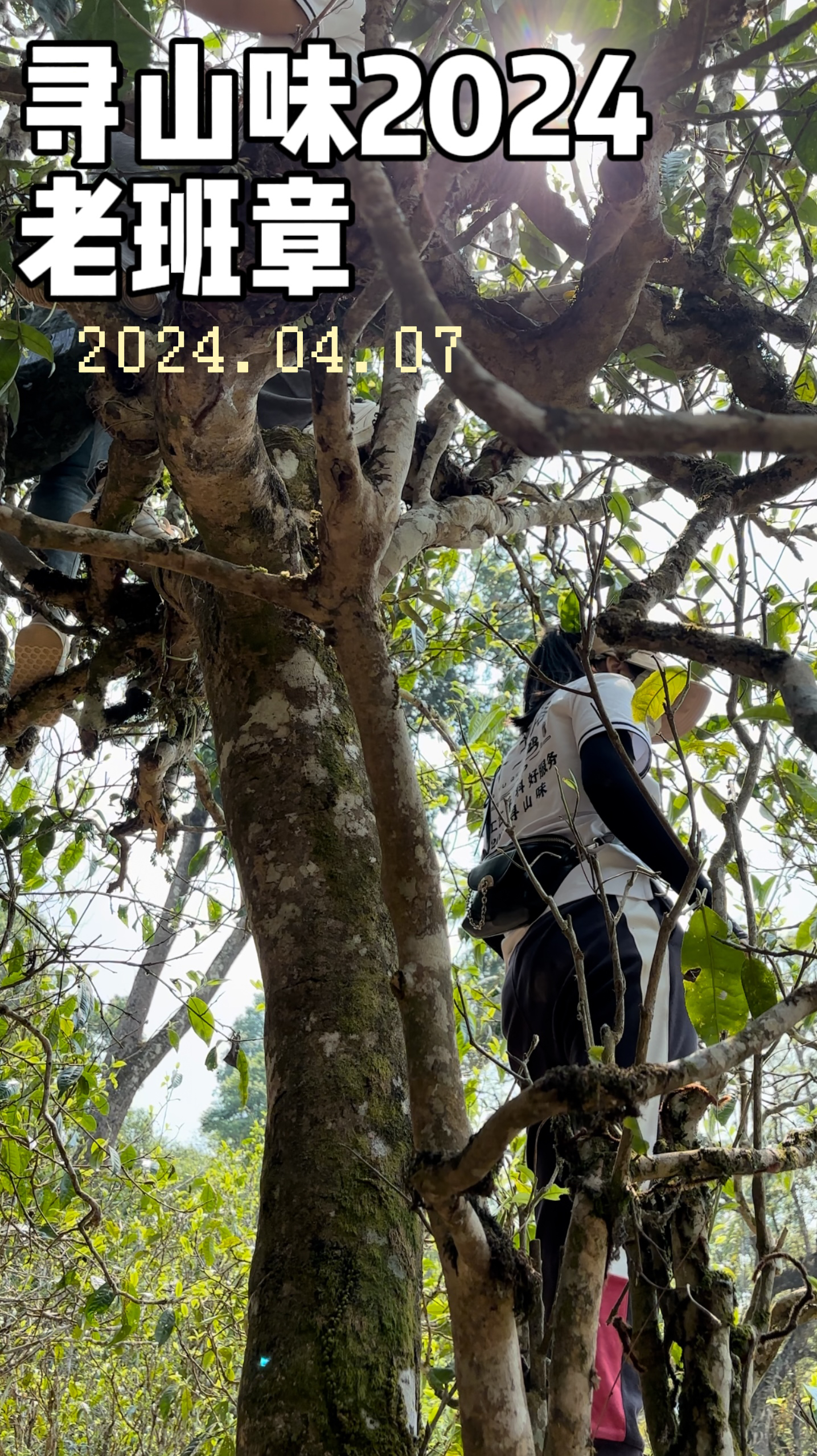 寻山味08【老班章古树】玉光扁手作高端名山古树 2024头春 普洱生茶