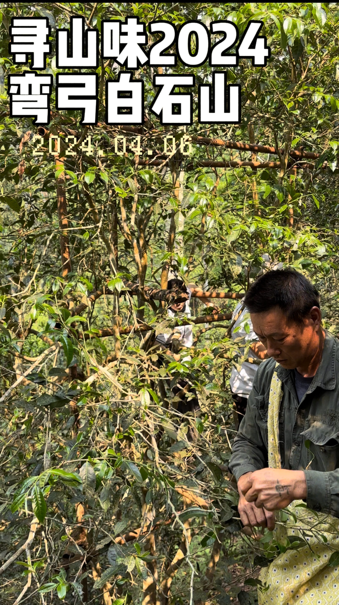 寻山味06【弯弓古树】玉光扁手作高端名山古树 2024头春 普洱生茶