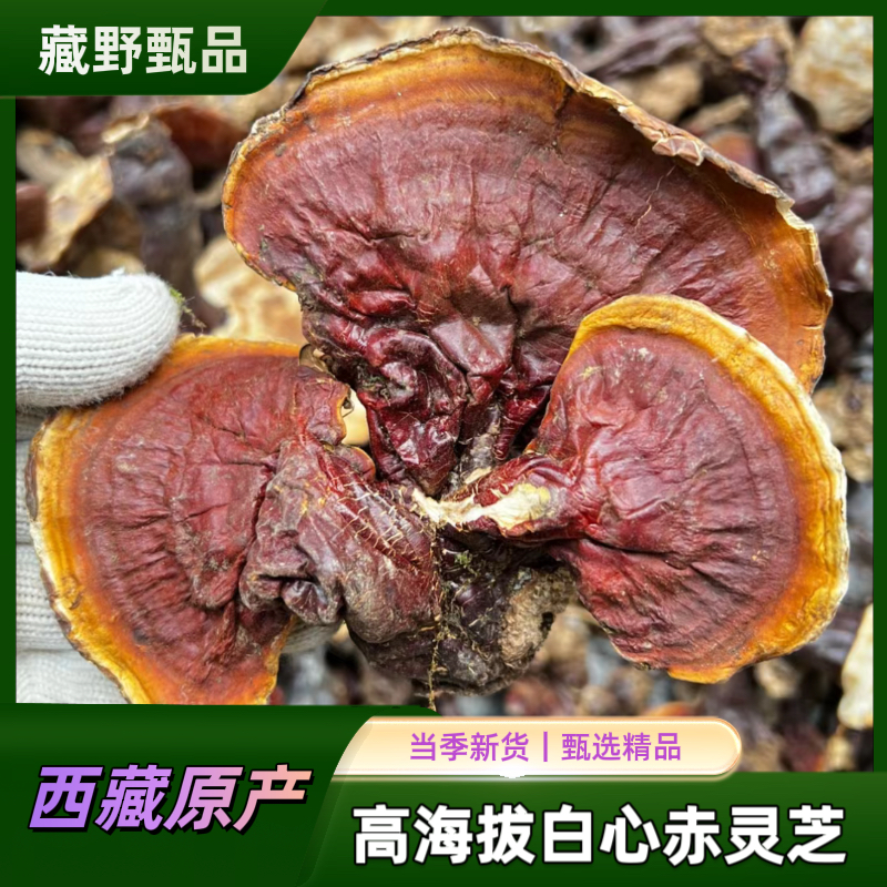 高海拔西藏白心赤灵芝