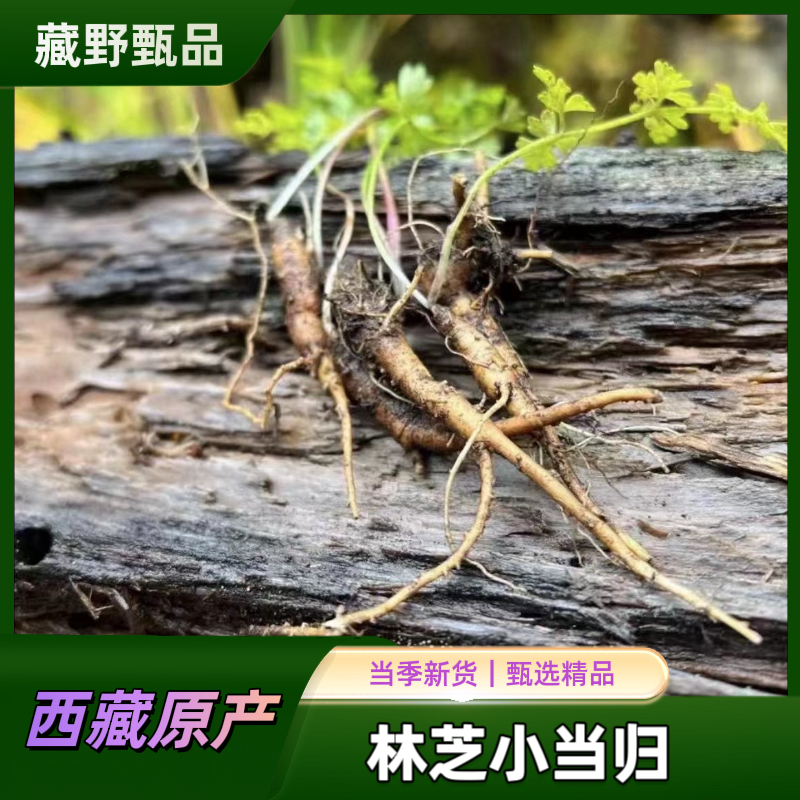 西藏林芝独有小当归