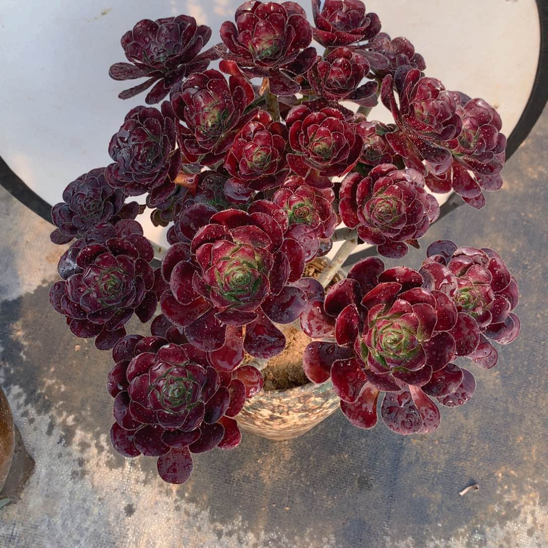 74圆叶红玫瑰捧花朵朵