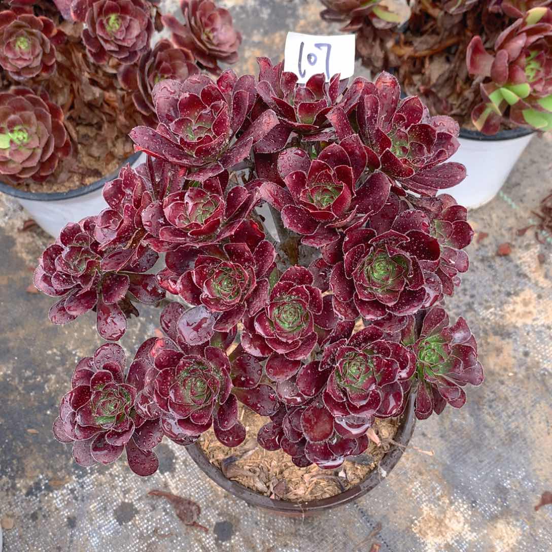 107红玫瑰丛林朵朵