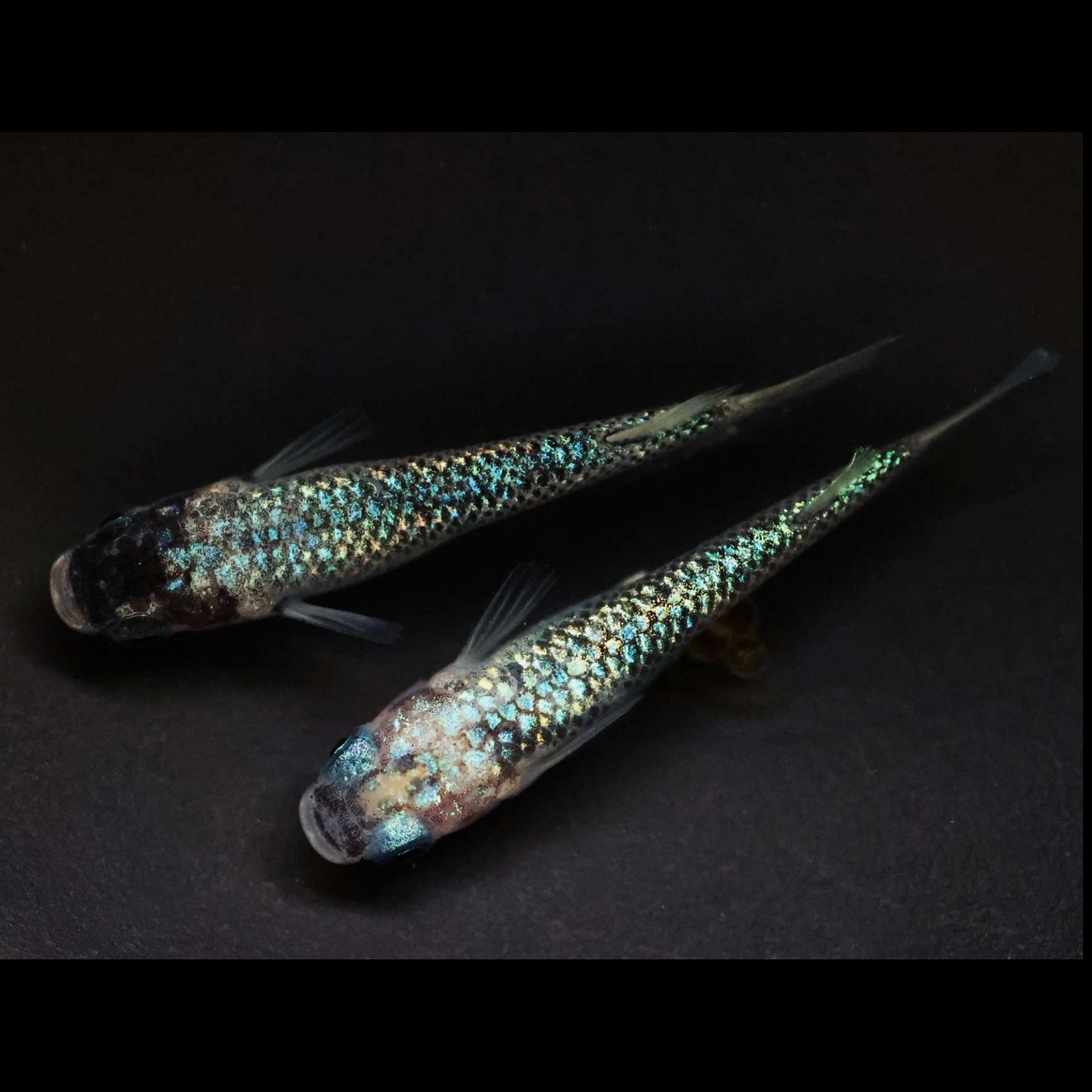 观背青鳉 令和欧若拉蓝宝石白鳍 小型迷你观赏鱼 淡水观赏鱼活鱼