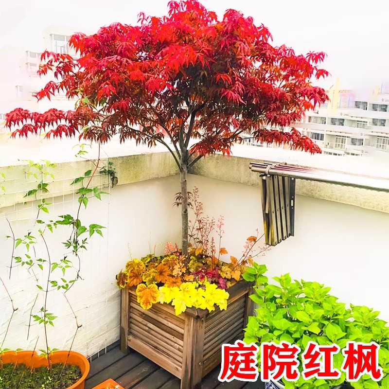 日本红枫树苗四季红舞姬老桩盆栽盆景庭院别墅绿化植物苗室外耐寒