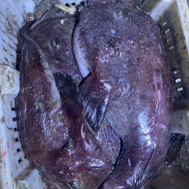 安康鱼 大连龙王塘哈嘛鱼蛤蟆鱼未处理的顺丰快递