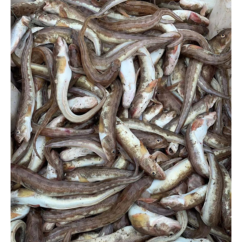 野生小鲶鱼棍 大鲇鱼 狗杠大连旅顺龙王塘码头下船 顺丰快递