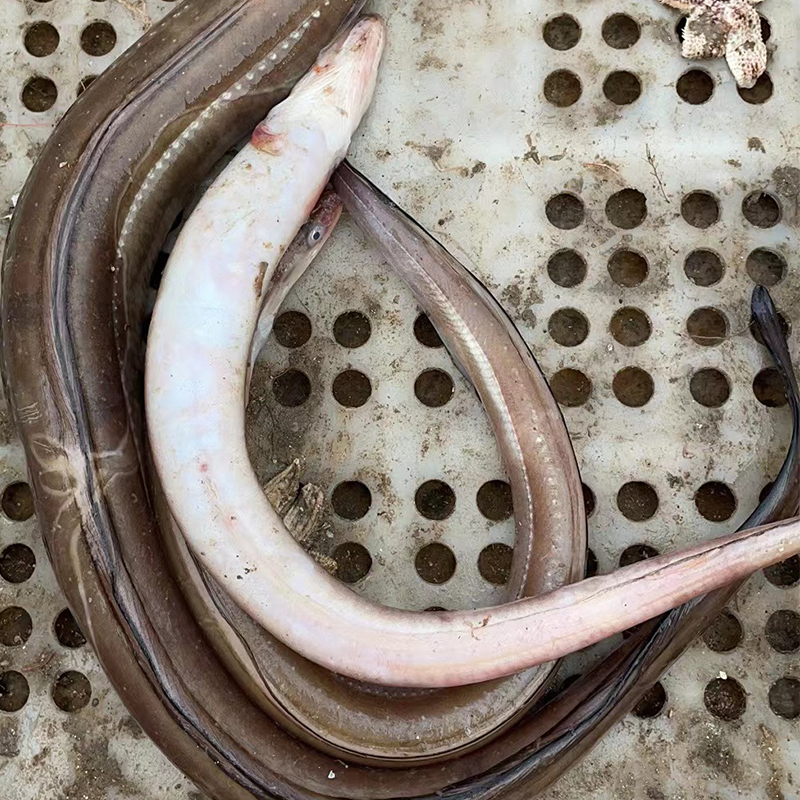 野生海鳗鱼 七星鳗鱼 大连龙王塘蔡蔡海鲜 鳝鱼 新鲜到家