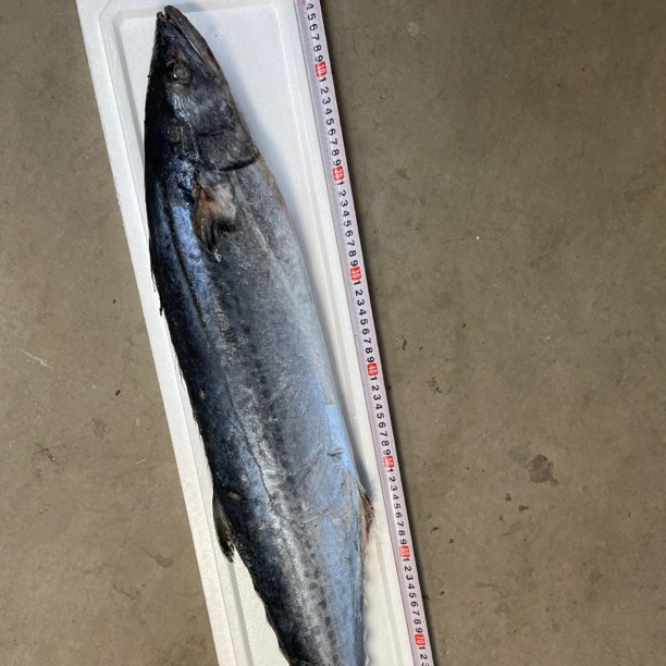 大连旅顺大鲅鱼 蓝点马鲛 大连海鲜 鲜冻鲅鱼顺丰发货