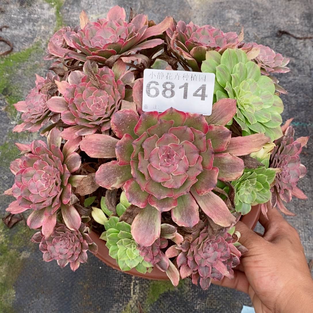红陶20CM以下6814粉黛4