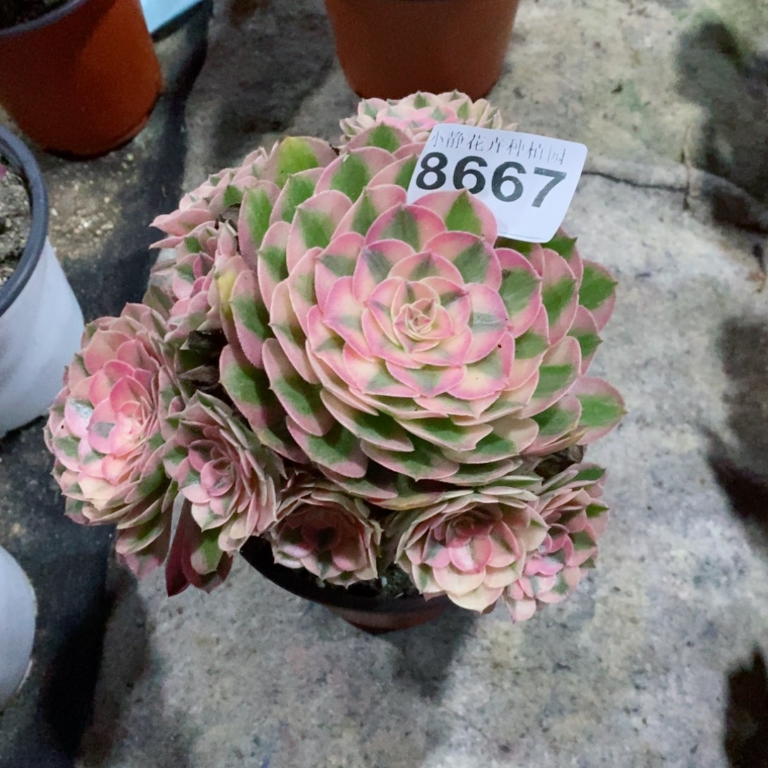 红陶20CM以下8667倾城6