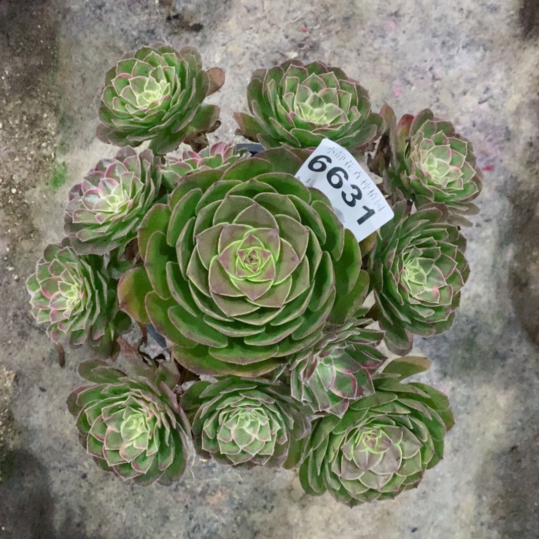 红陶20CM以下6631万花筒6