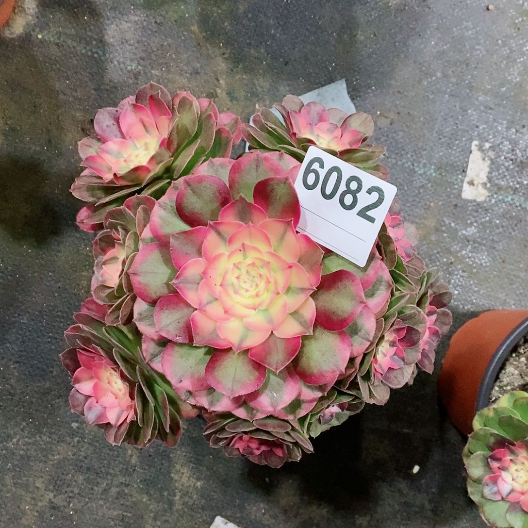 红陶6082荔枝3官服16.7