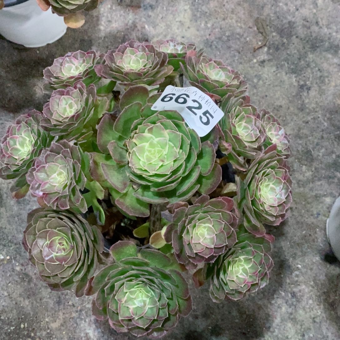 红陶20CM以下6625万花筒6