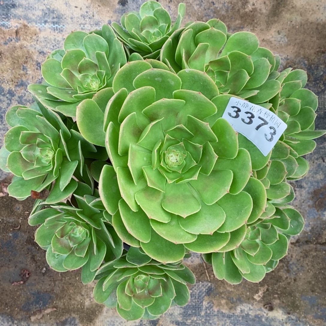 红陶20CM以下3373万圣5