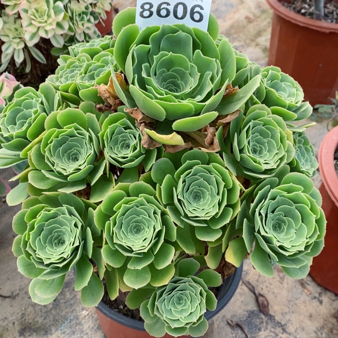 红陶20CM以下8606绿羊绒5