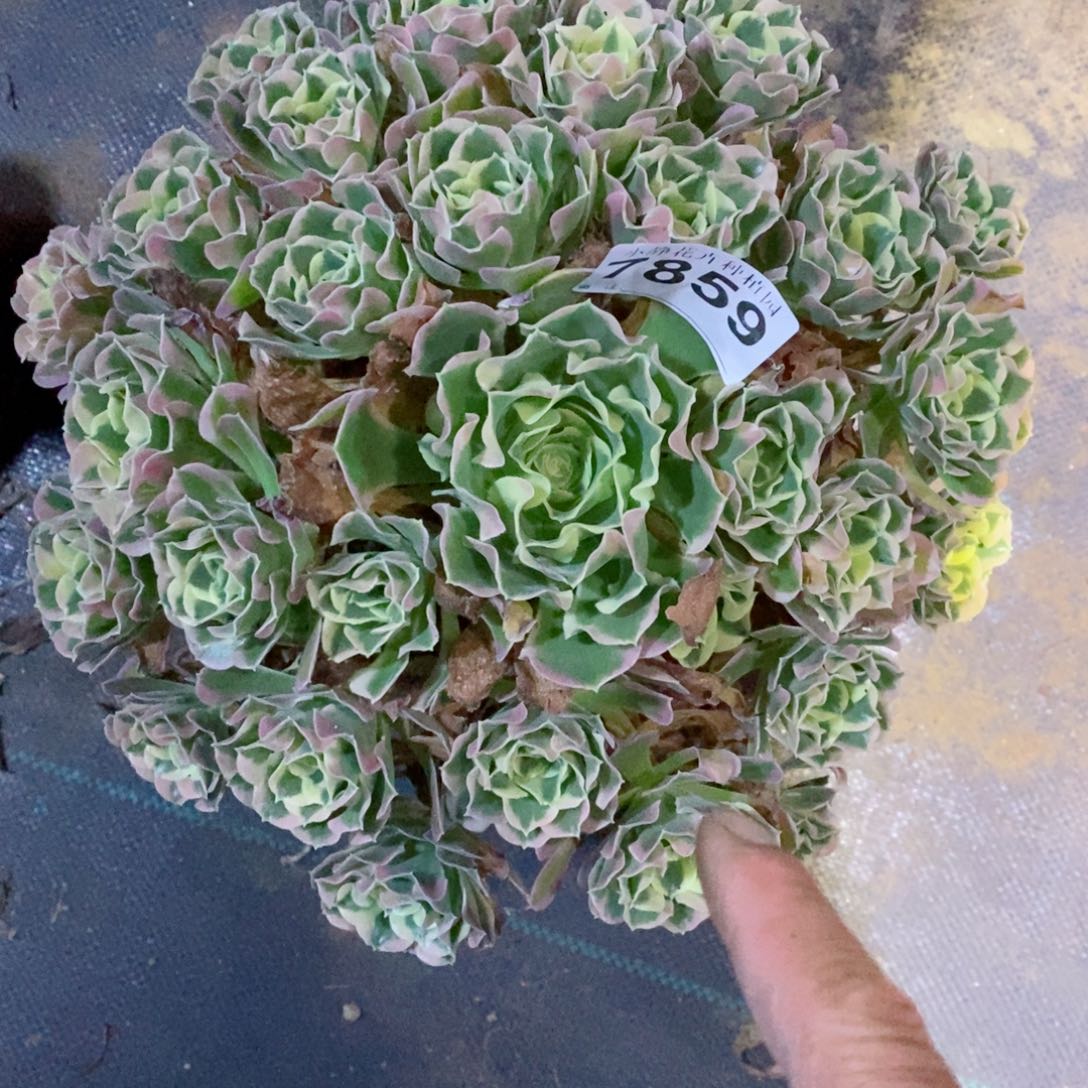红陶20CM以下7859白风4