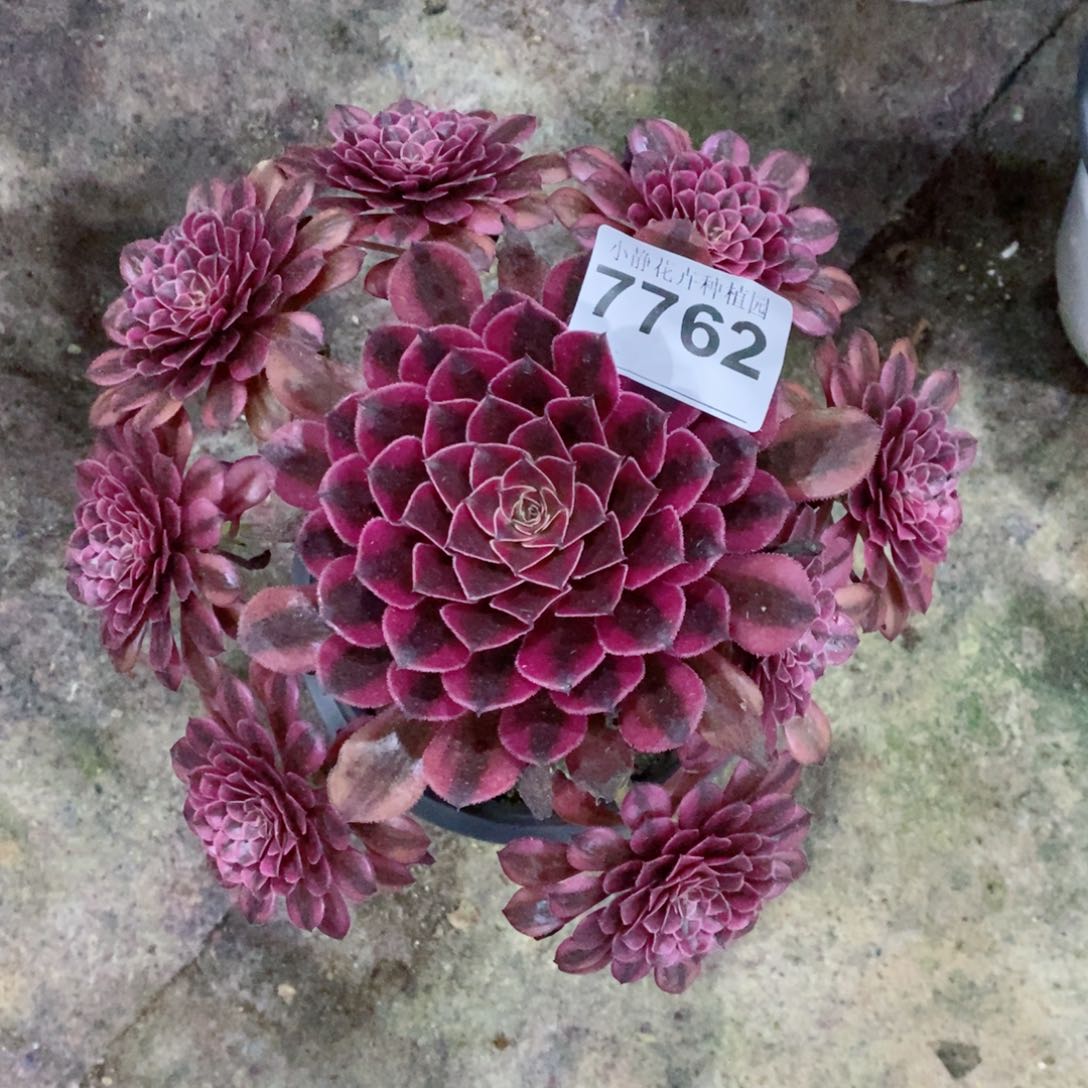 红陶20CM以下7762黑铜白6