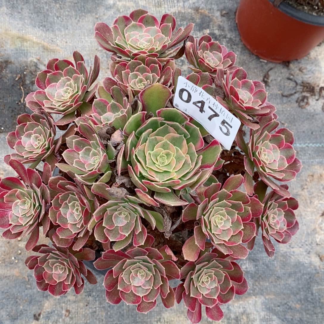 红陶20CM以下0475安娜5