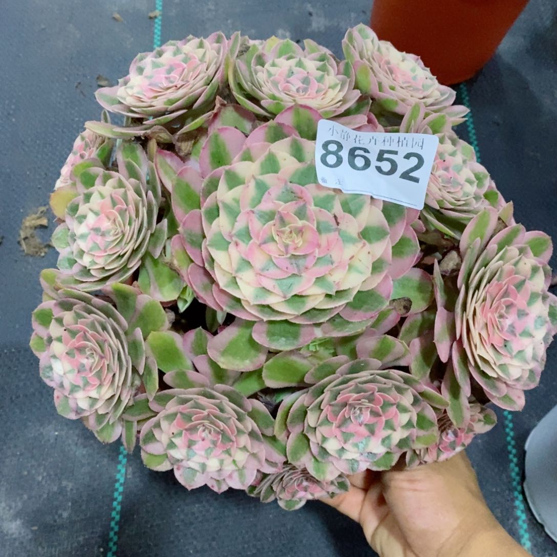 红陶20CM以下8652倾城6