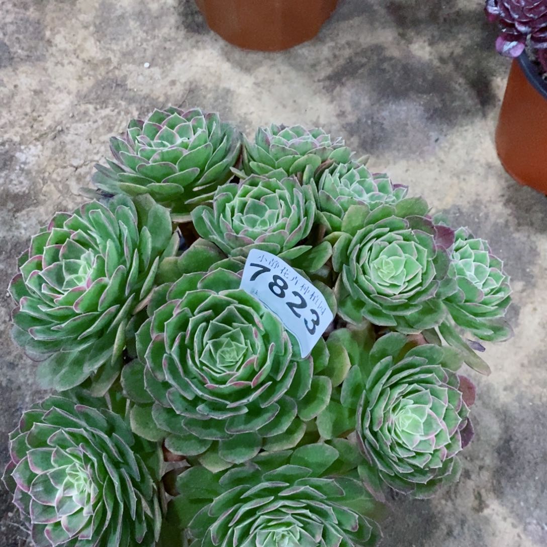 红陶20CM以下7823万花筒丛林6