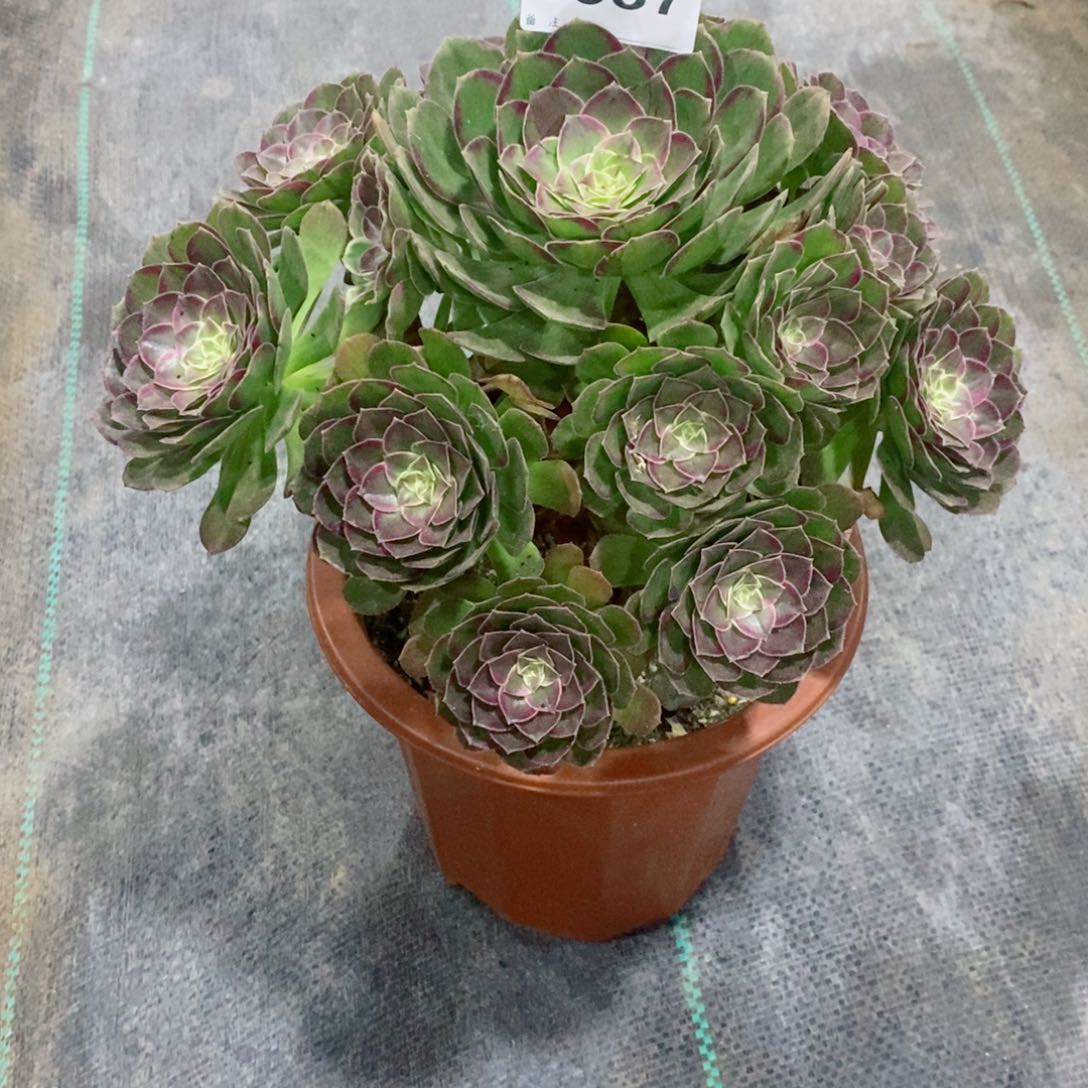 红陶20CM以下6587万花筒6