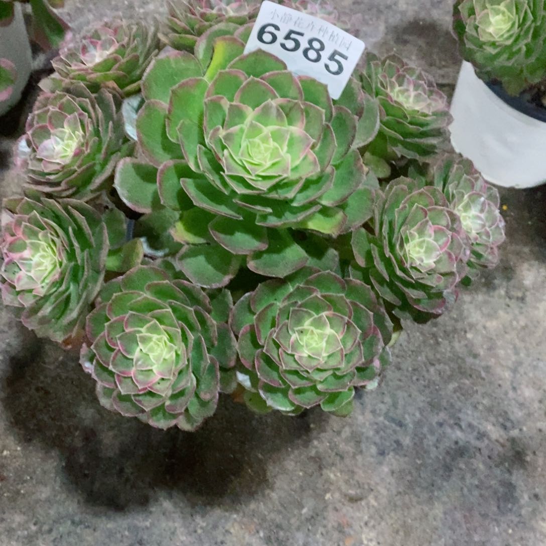 红陶20CM以下6585万花筒6
