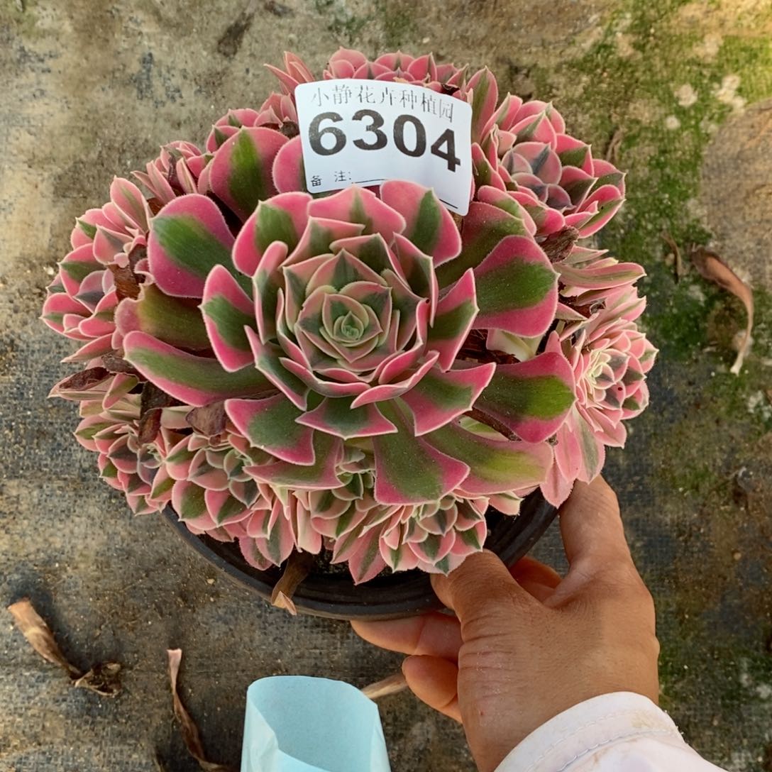 红陶20CM以下6304女巫小手捧5