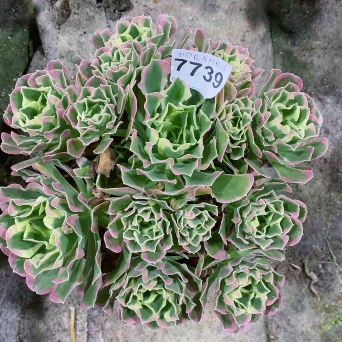 红陶20CM以下7739白风6