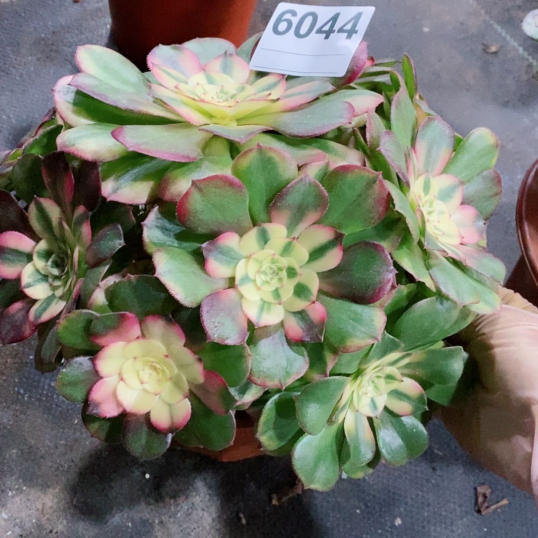 红陶6044荔枝3冠服17.8