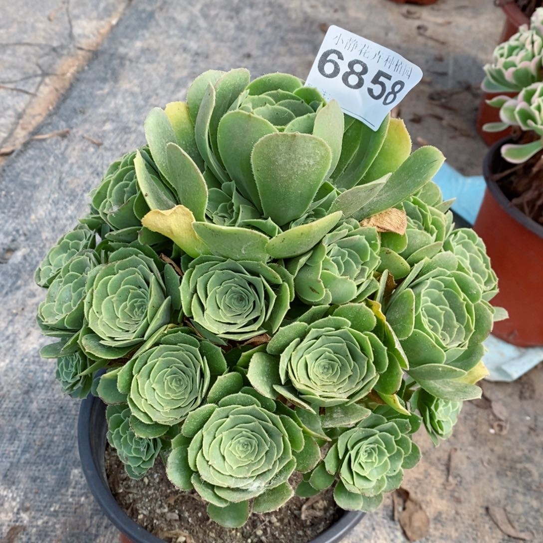 红陶20CM以下6858绿羊绒3