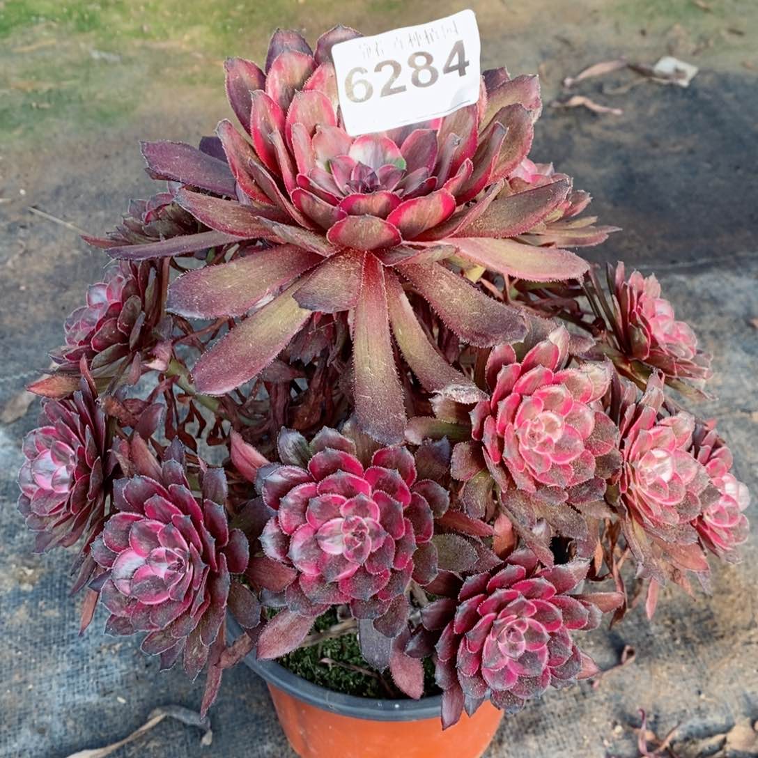 红陶20CM以下6284紫霞5