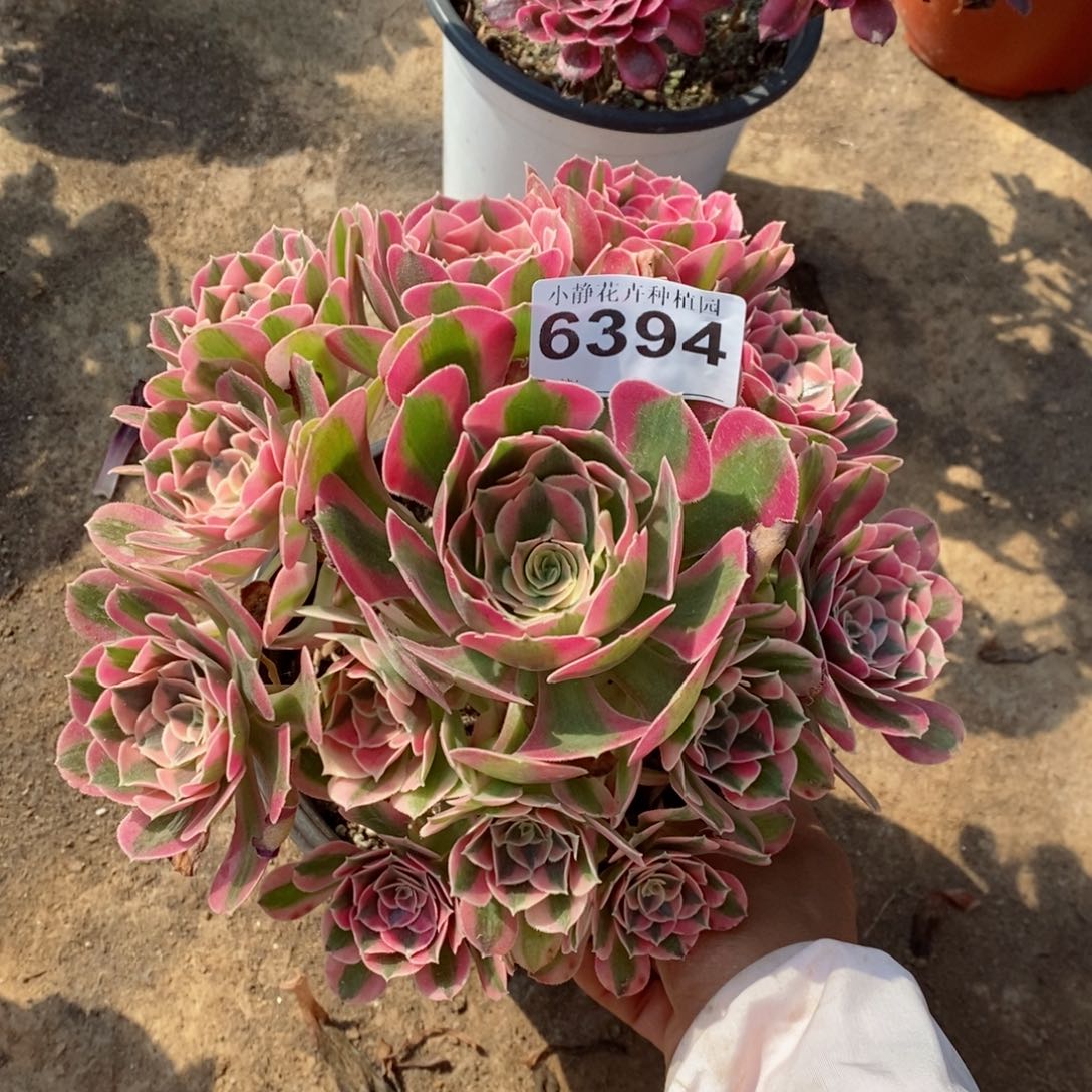 红陶20CM以下6394女巫6