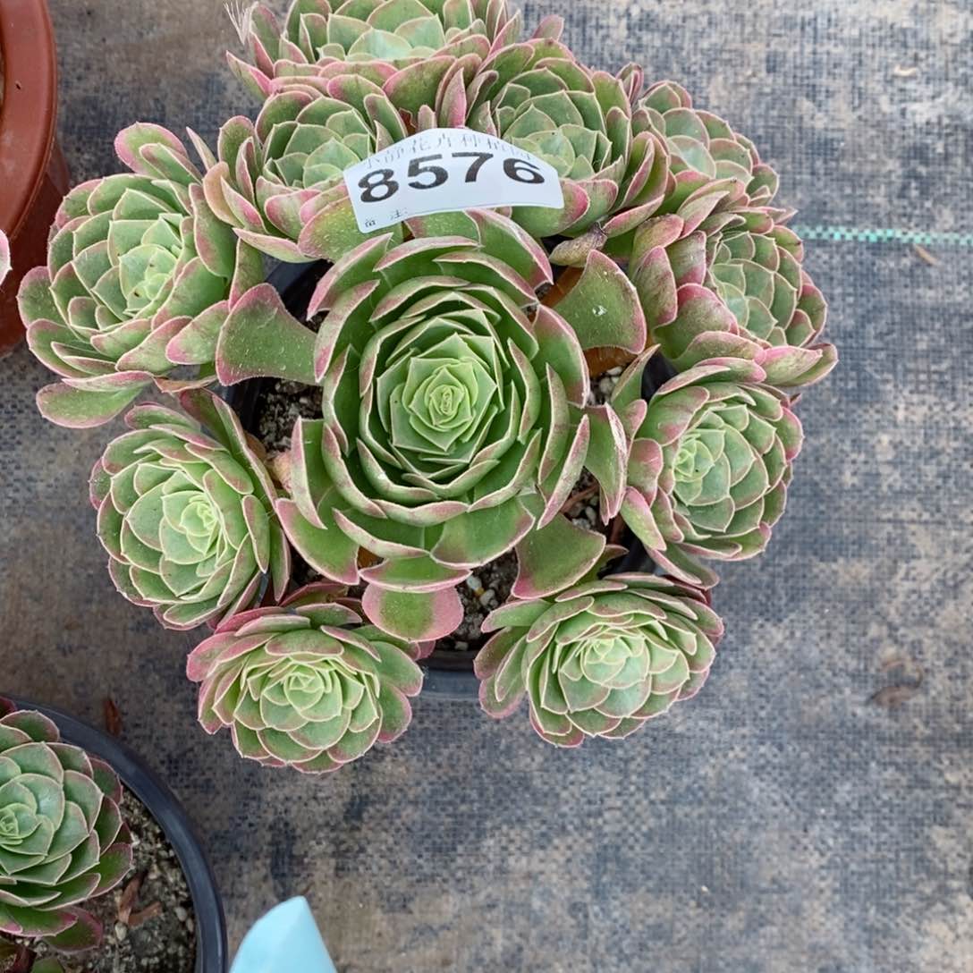 红陶20CM以下8576奶白3