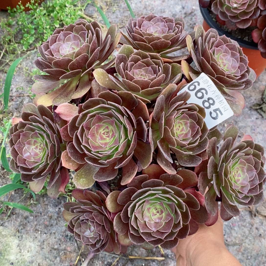 红陶20CM以下6685赤焰莲6