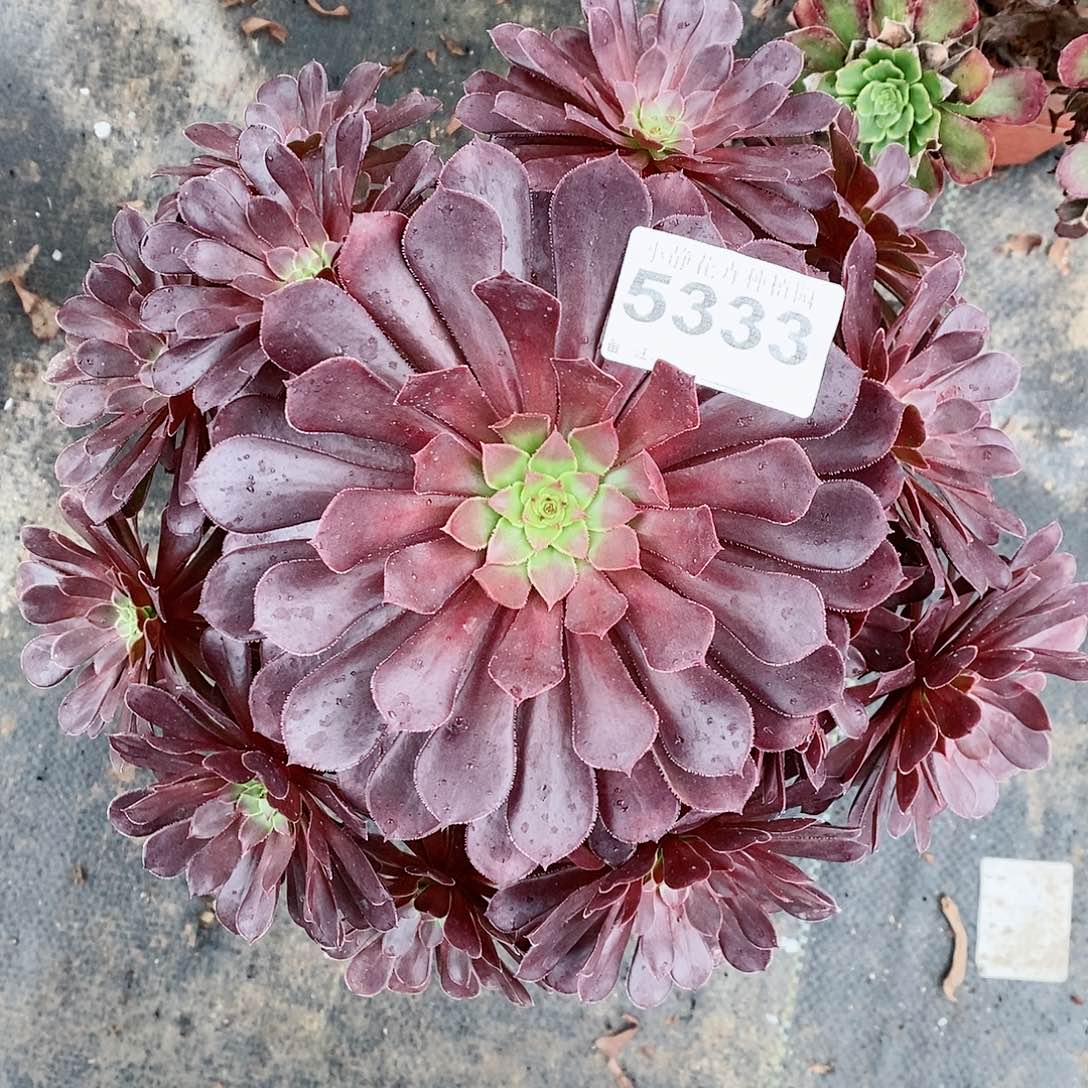 红陶53333黑铜壶3多肉