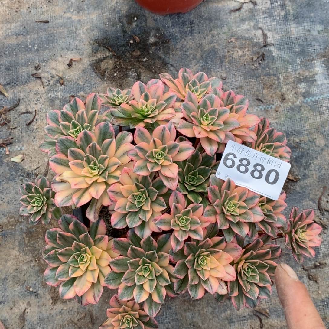 红陶20CM以下6880甜茶5