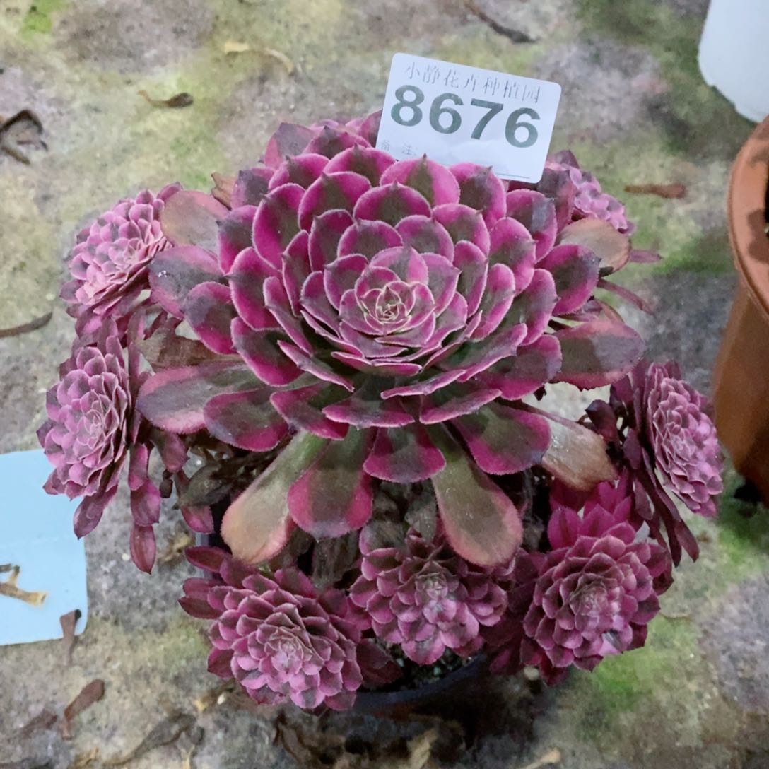 红陶20CM以下8676红铜白6