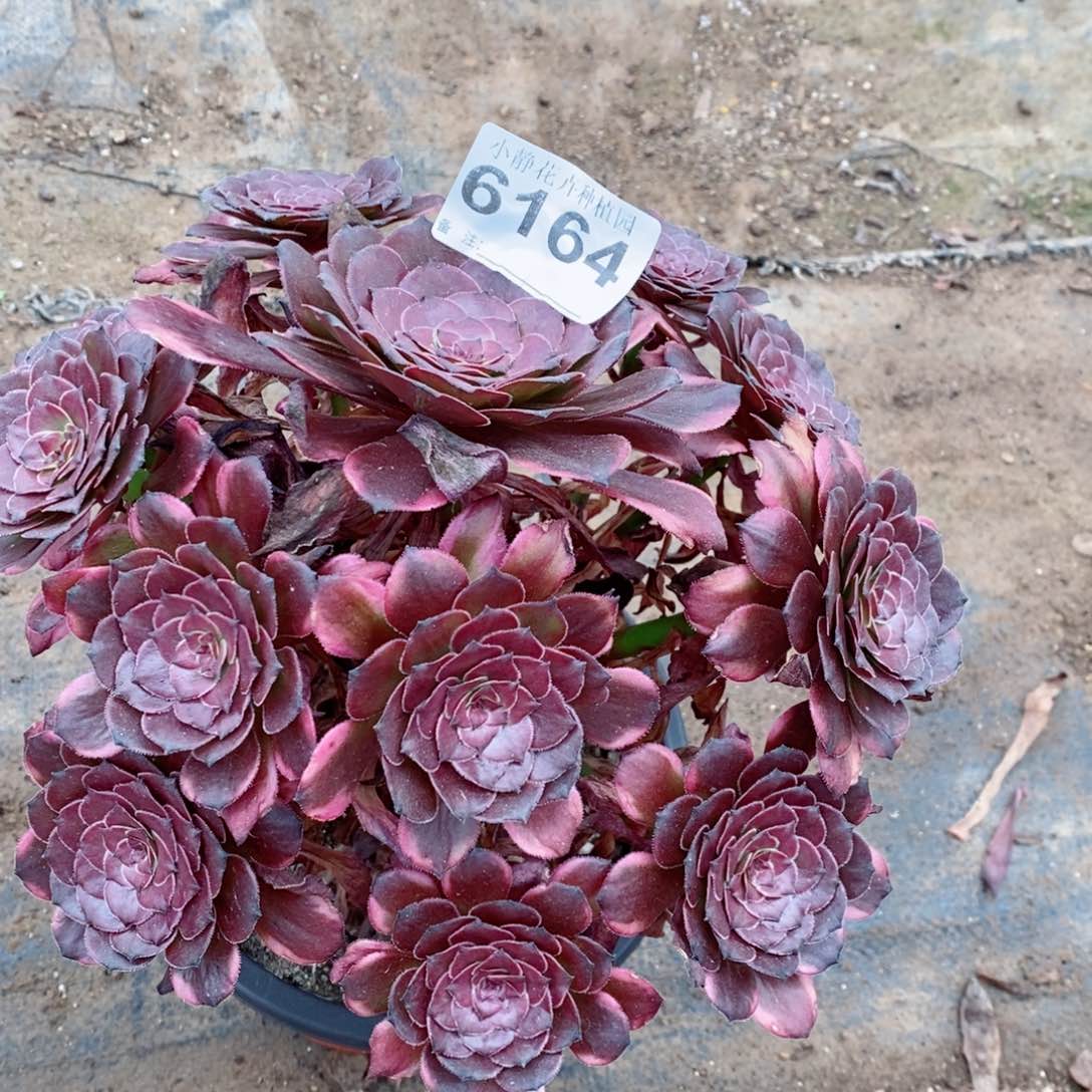 红陶20CM以下6164烟花5