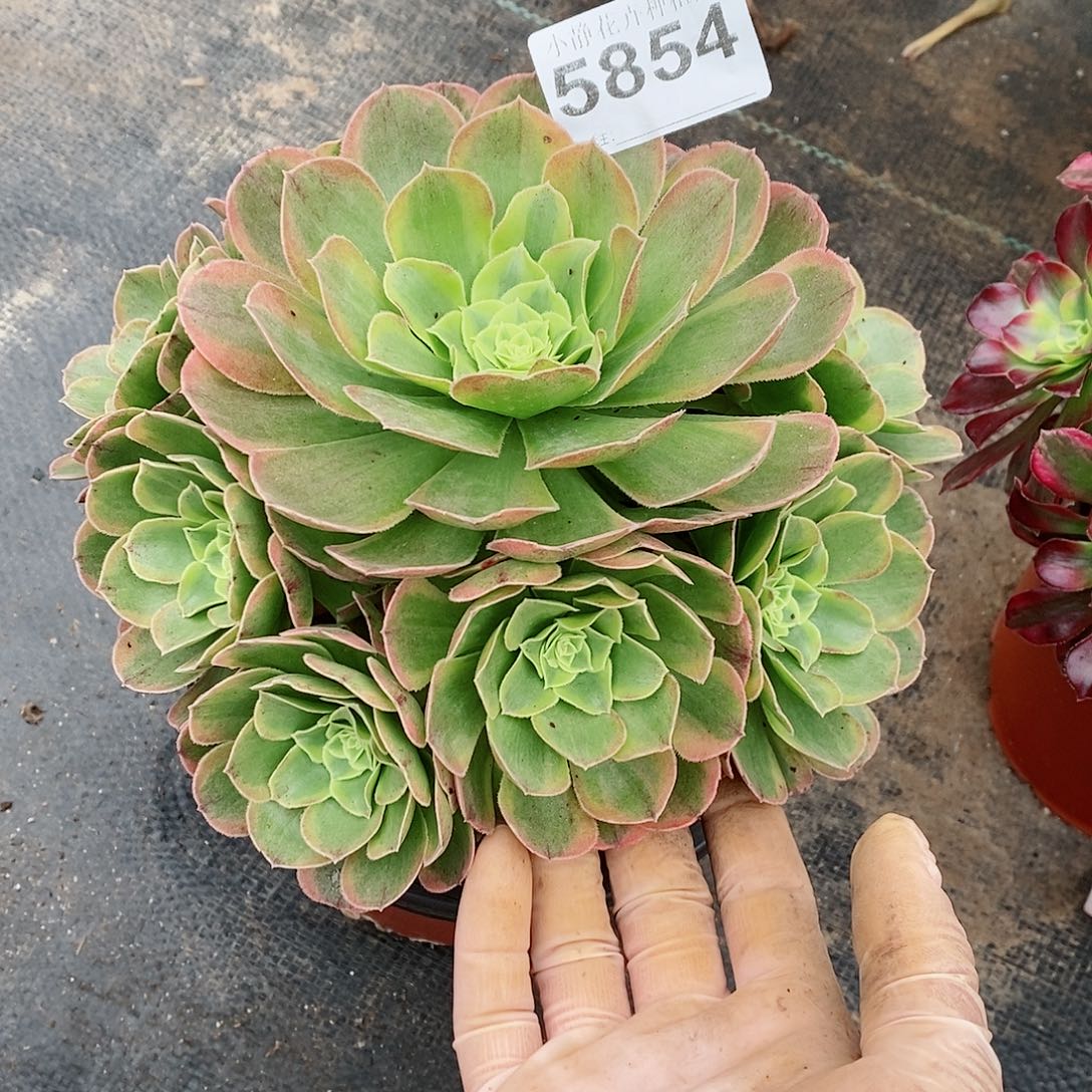 红陶5854奶白3多肉