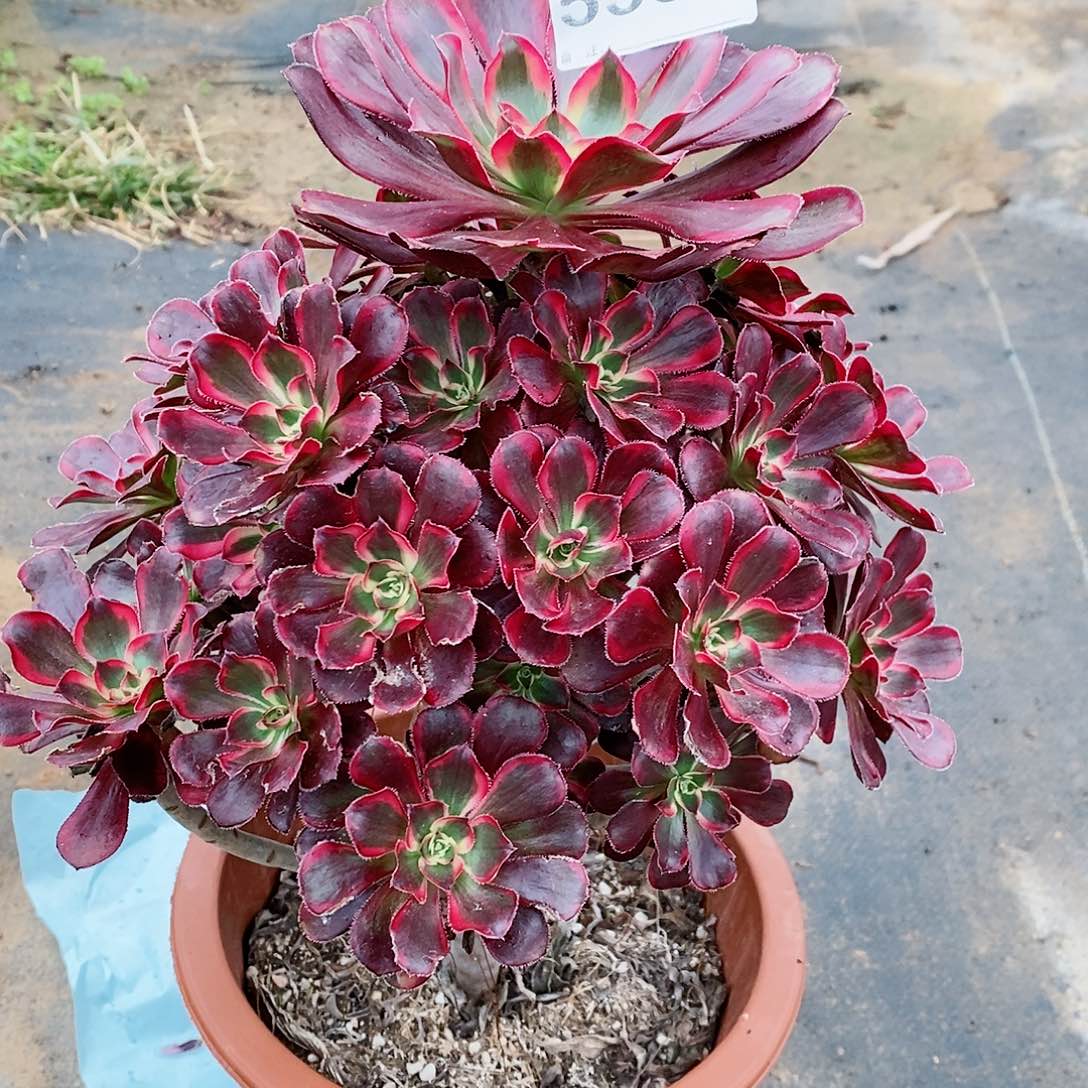 红陶5568香奈儿5多肉